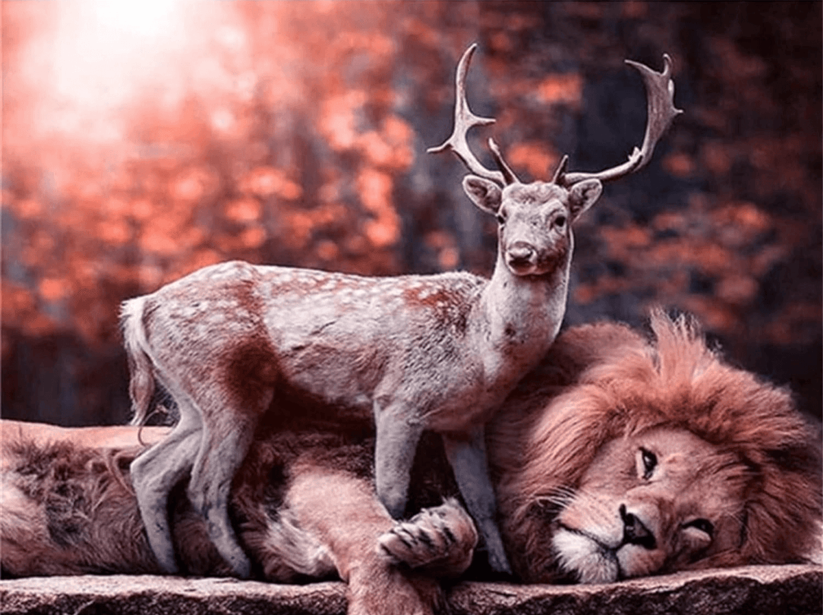 Diamantmalerei Hirsch auf Löwe - SEOS Shop ®