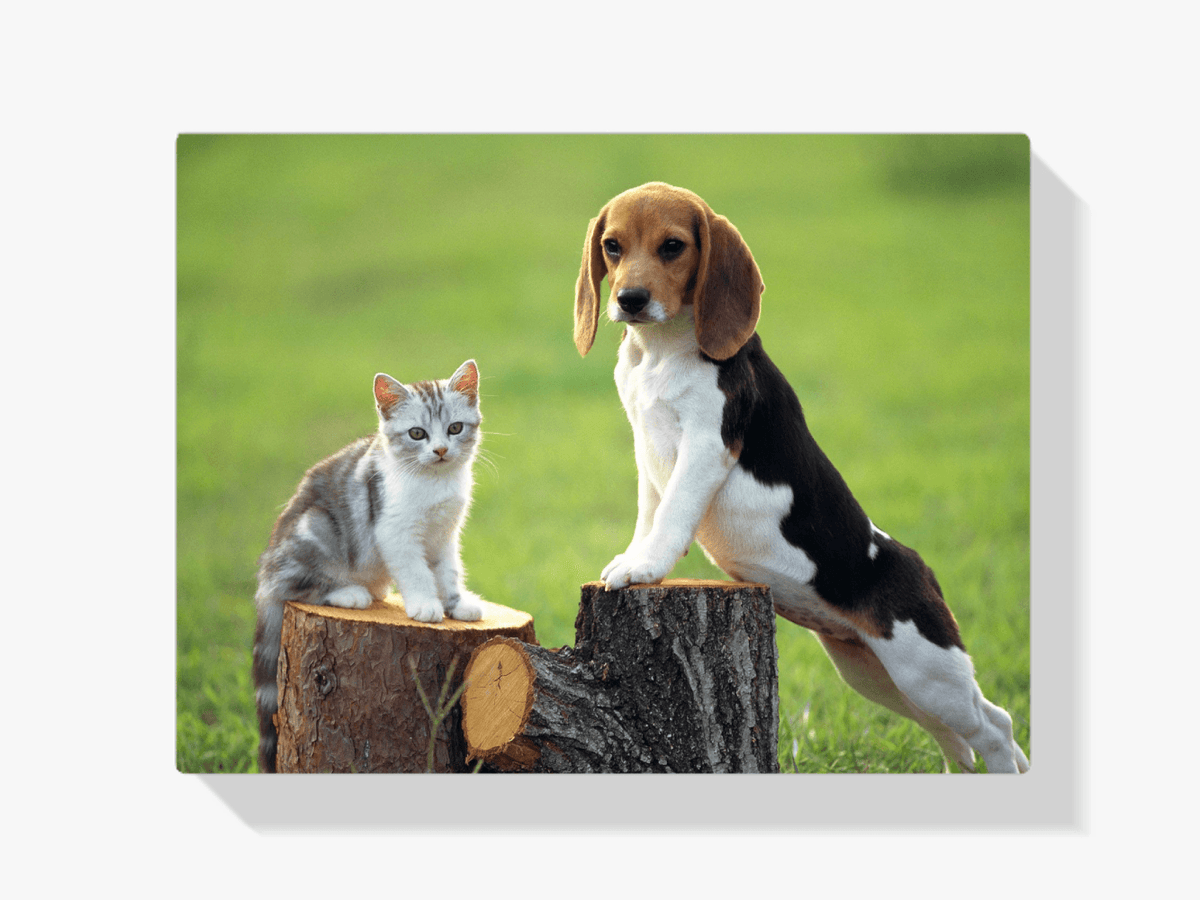 Diamantmalerei Hund mit Katze - SEOS Shop ®