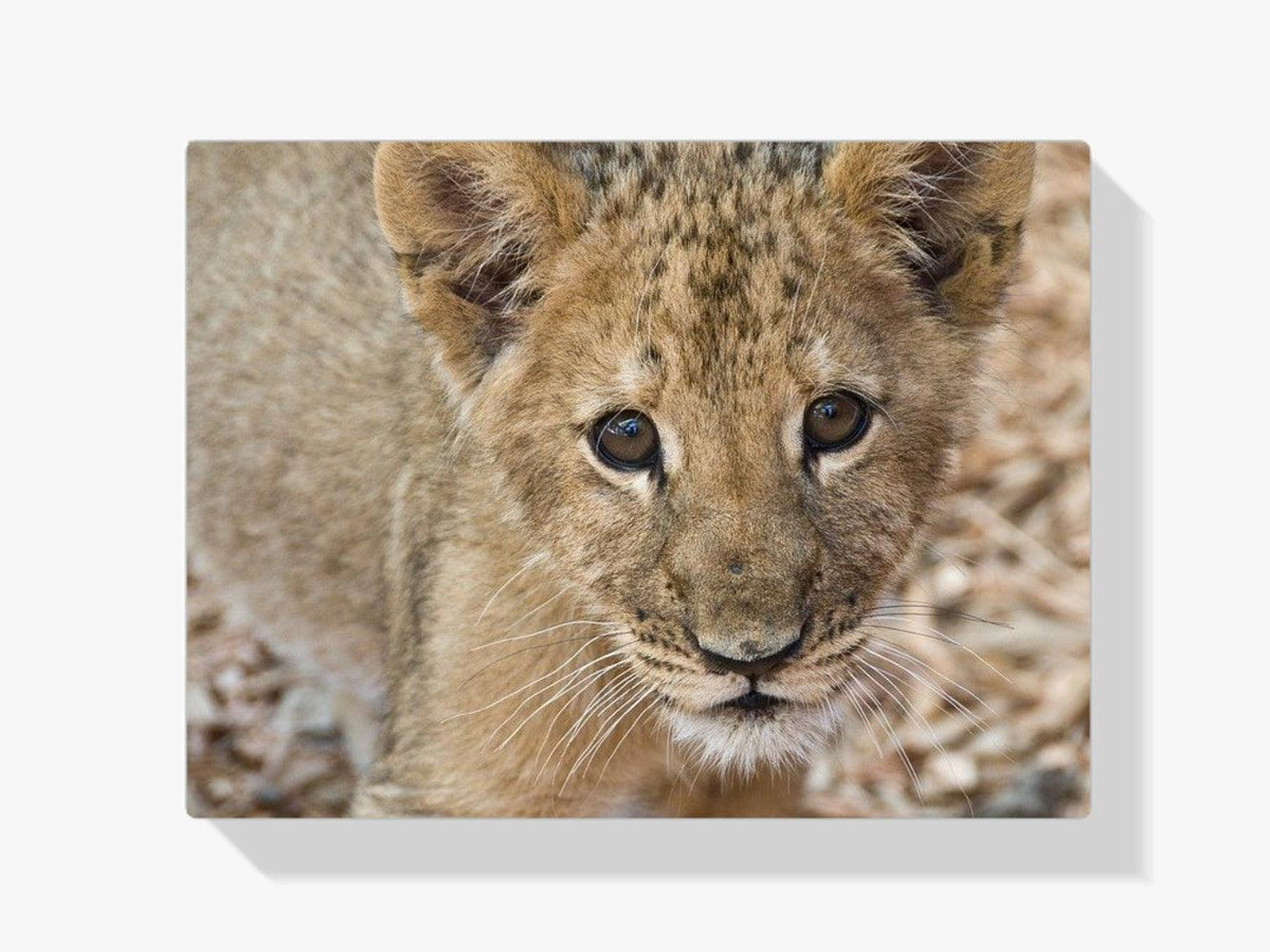 Diamantmalerei Süßes kleines Junges - SEOS Shop ®