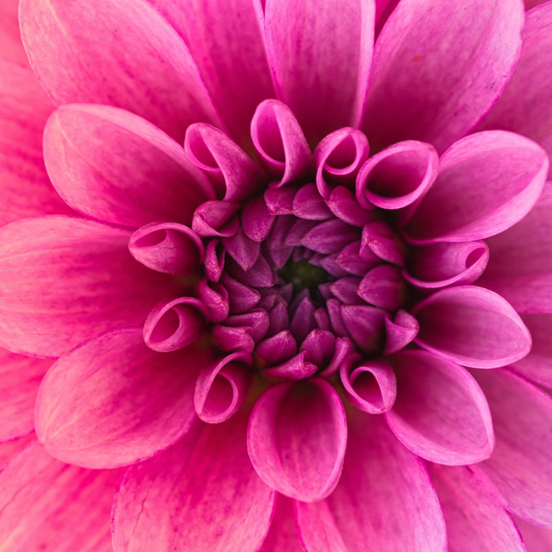 Diamond Painting Makroaufnahme Blume - SEOS Shop ®