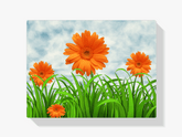 Diamantmalerei Orange Gänseblümchen - SEOS Shop ®