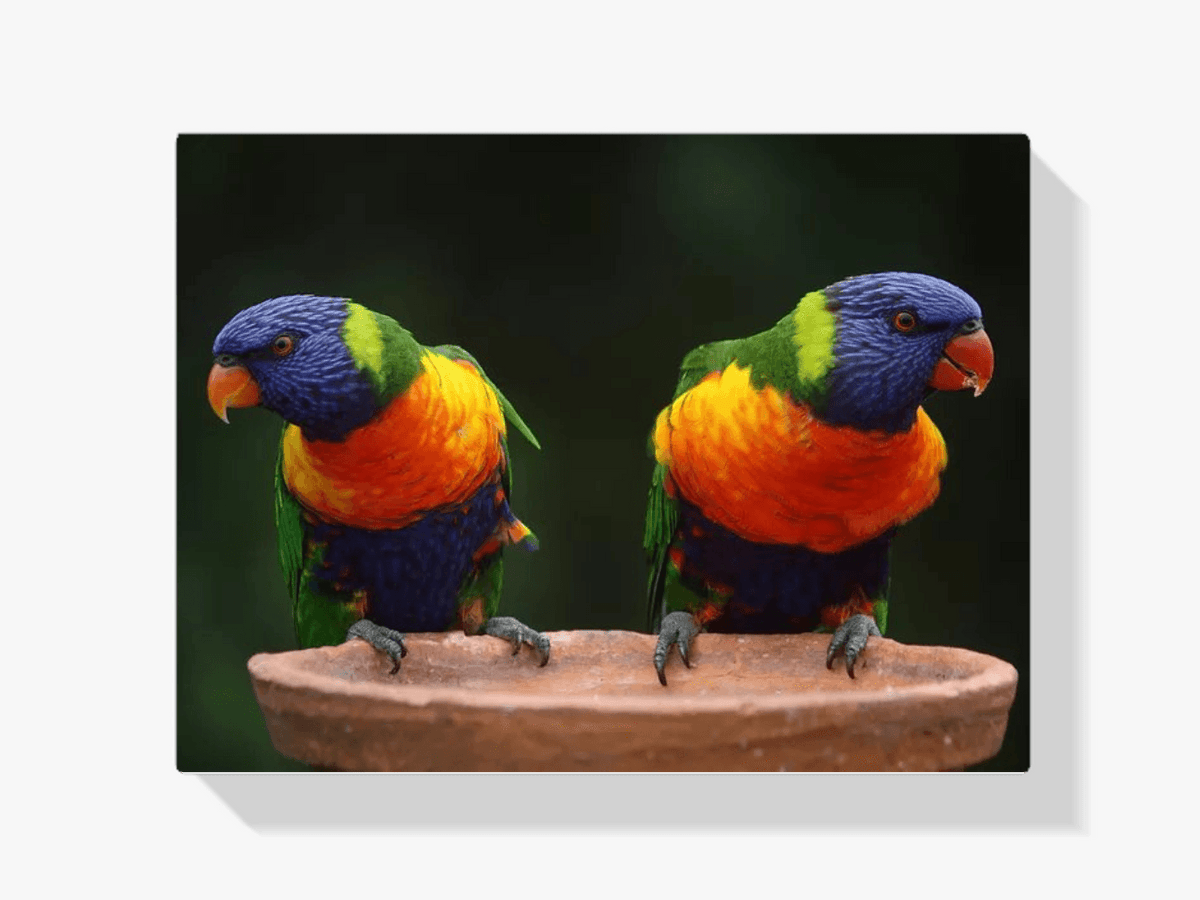 Diamantmalerei Papageien - SEOS Shop ®