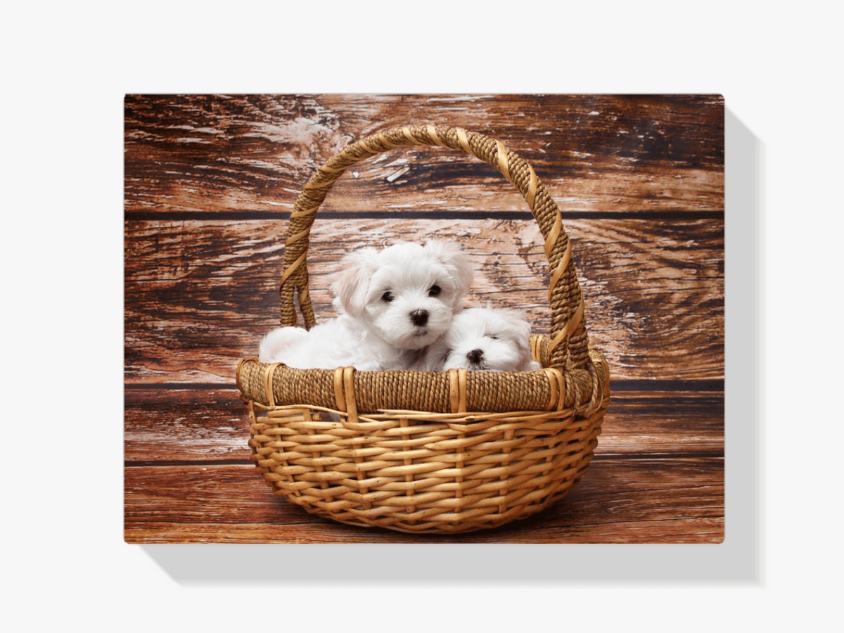 Diamantmalerei-Welpen in einem Korb - SEOS Shop ®