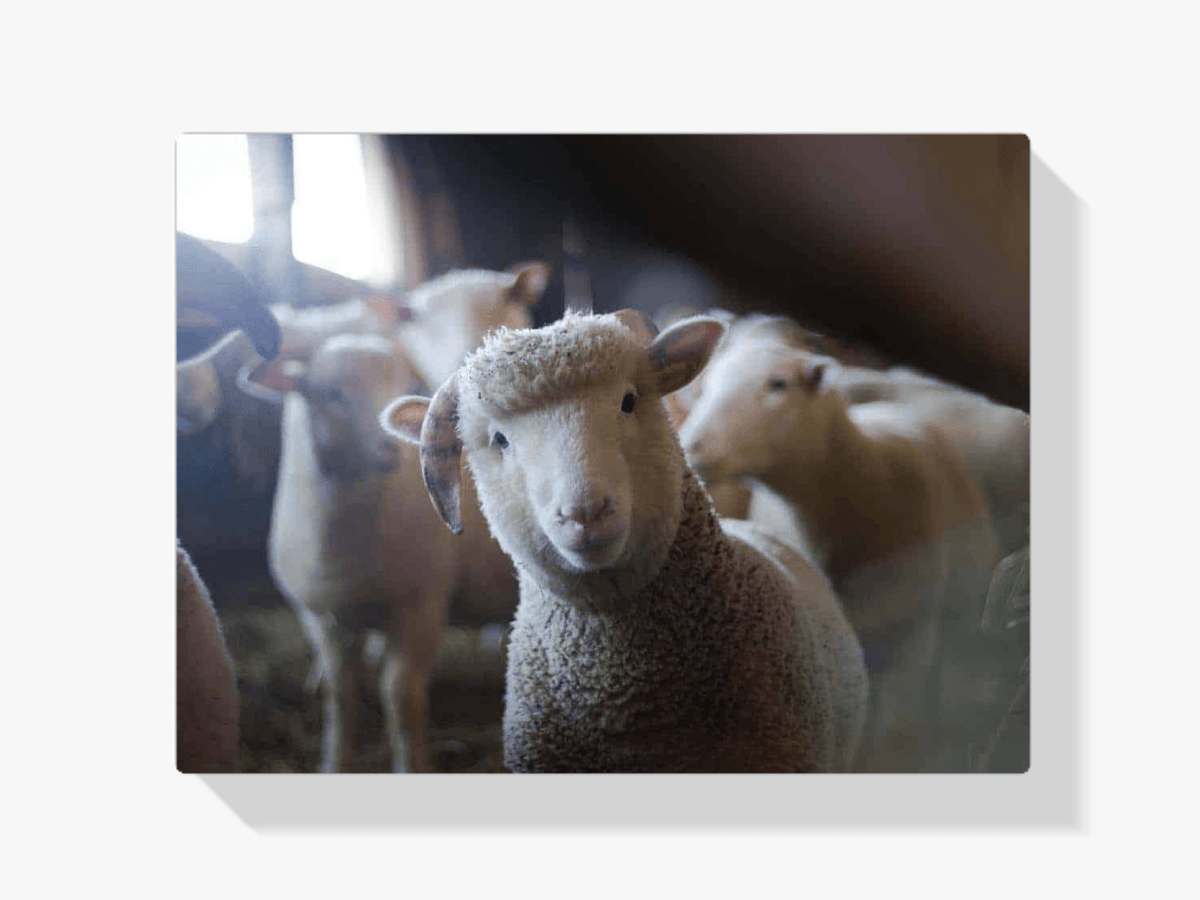 Diamond Painting Schaf 50x30 cm – SEOS Shop ®