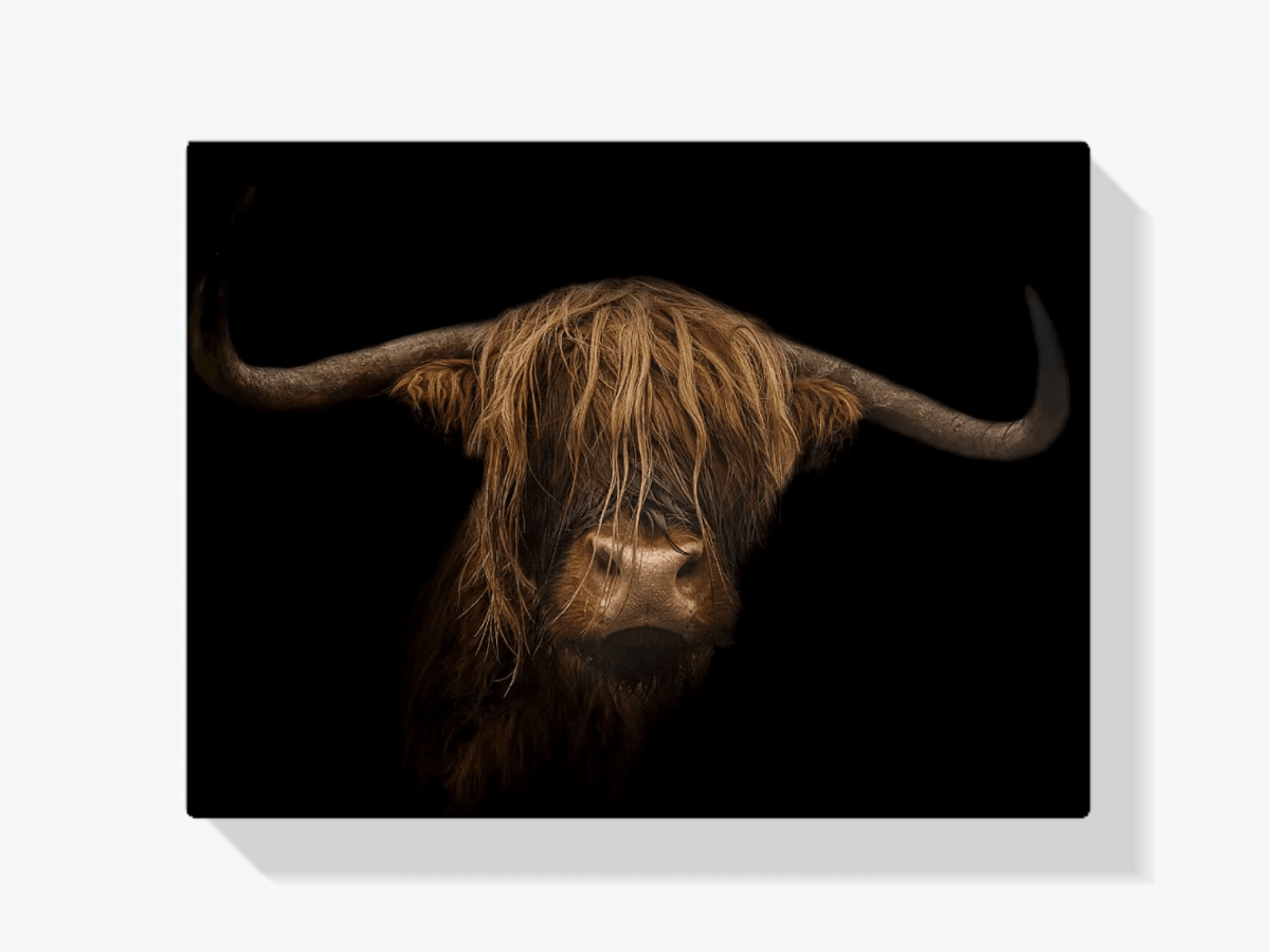 Diamond Painting Scottish Highlander - Majestätischer Scottish Highlander im Bild - SEOS Shop ®