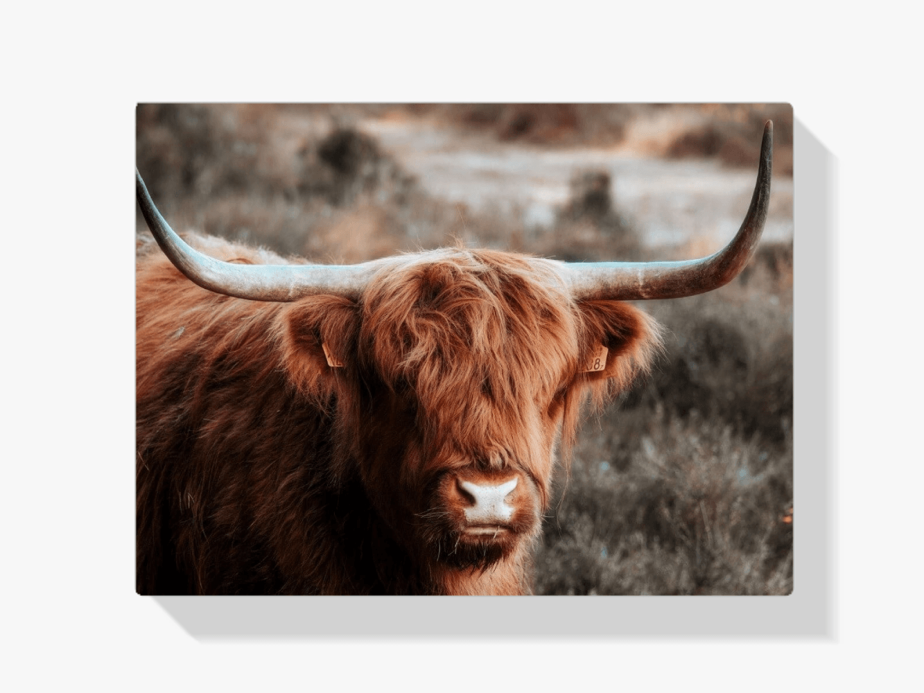 Diamond Painting Scottish Highlander - Neugieriger Scottish Highlander in den Bergen - SEOS Shop ®