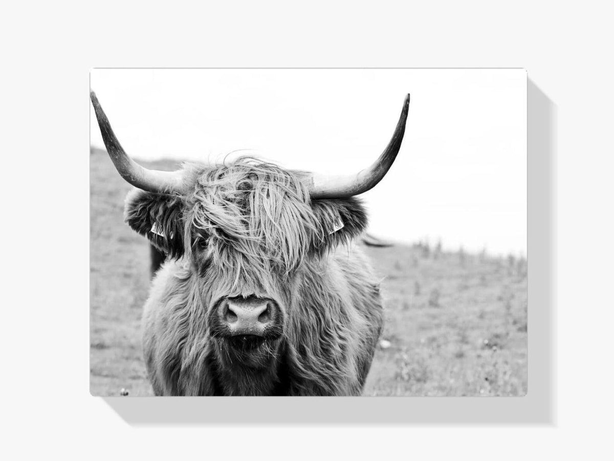 Diamond Painting Scottish Highlander - Porträt eines schottischen Hochlandrinds in Schwarzweiß - SEOS Shop ®