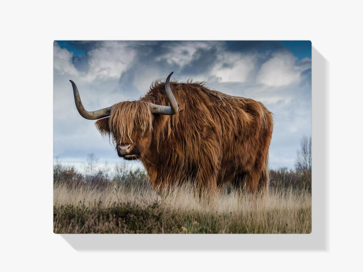Diamond Painting Schottischer Hochlandrinder - SEOS Shop ®