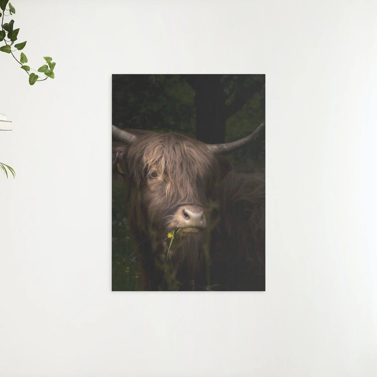 Diamond Painting Scottish Highlander - Schottisches Hochlandrind mit Löwenzahn und Gras im Maul - SEOS Shop ®