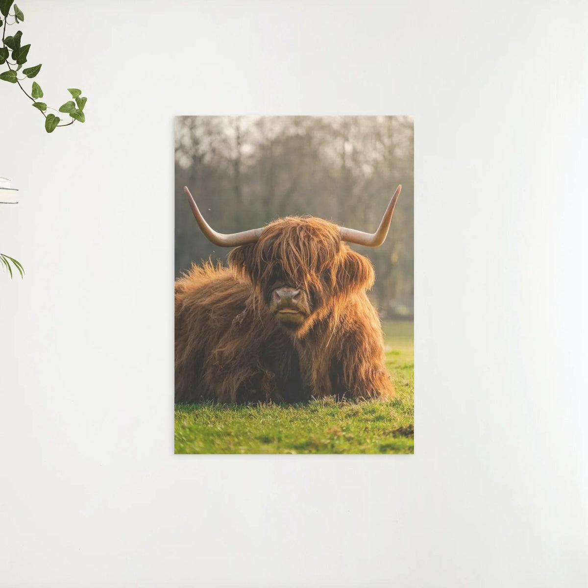 Diamond Painting Schottisches Hochlandrind - Schottisches Hochlandrind aus der Nähe - SEOS Shop ®