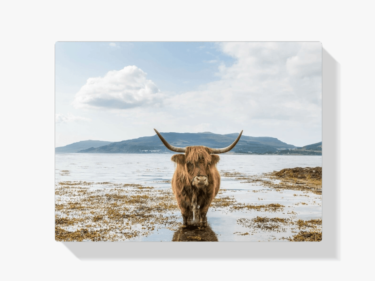 Diamond Painting Scottish Highlander - Scottish Highlander Cooling Down - SEOS Shop ®