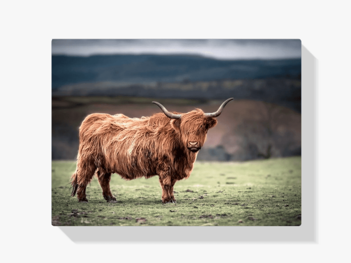 Diamond Painting Scottish Highlander - Schottischer Hochlandrinder grast in der Landschaft von Südwales - SEOS Shop ®