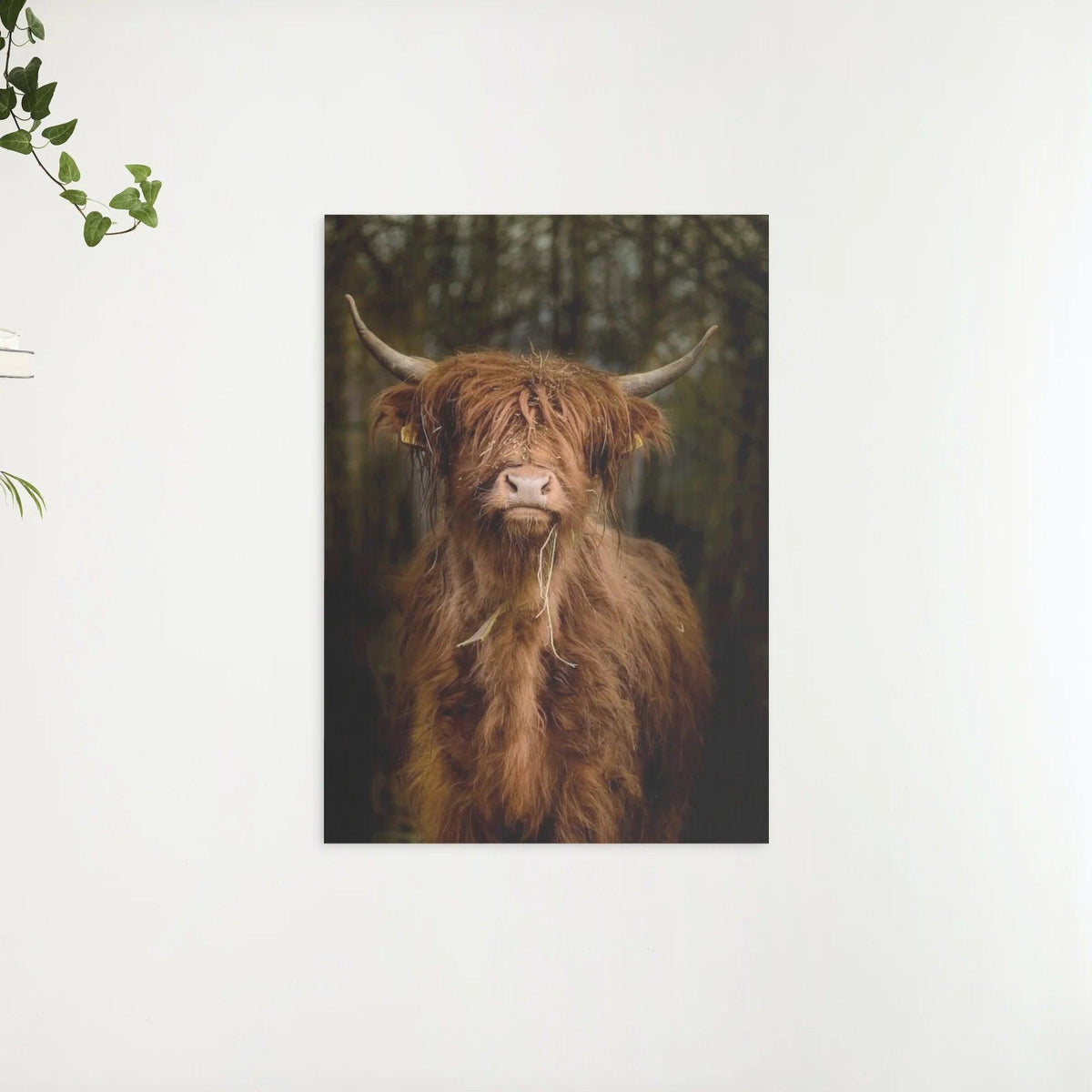Diamond Painting Scottish Highlander - Scottish Highlander im Wald - SEOS Shop ®