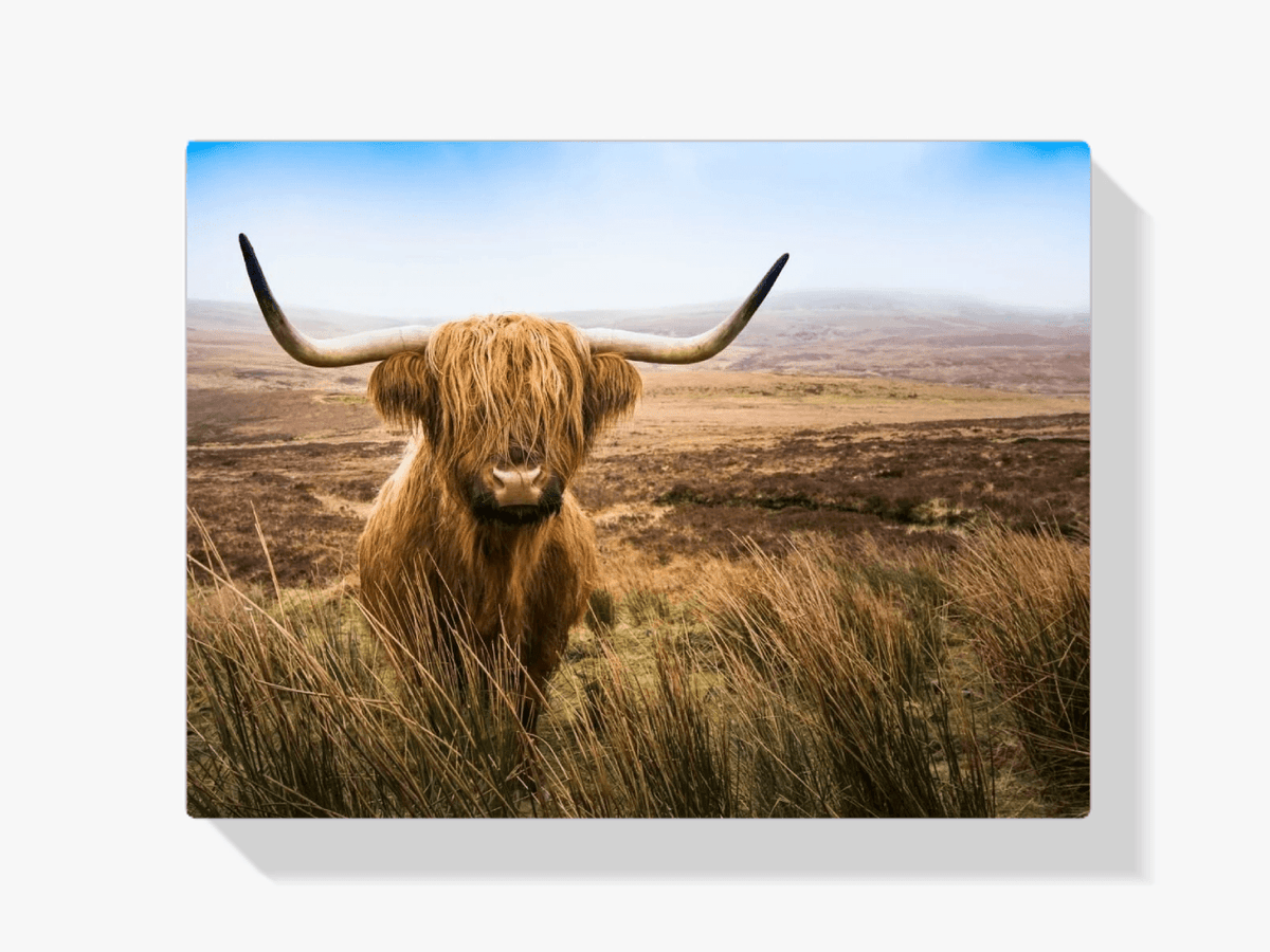 Diamond Painting Scottish Highlander - Scottish Highlander auf dem Feld schaut in die Kamera - SEOS Shop ®