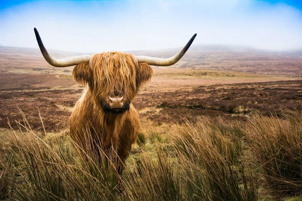 Diamond Painting Scottish Highlander - Scottish Highlander auf dem Feld schaut in die Kamera - SEOS Shop ®