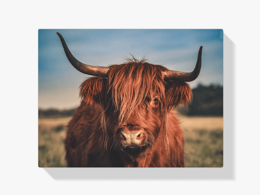 Diamond Painting Scottish Highlander - Scottish Highlander in der Wildnis - SEOS Shop ®
