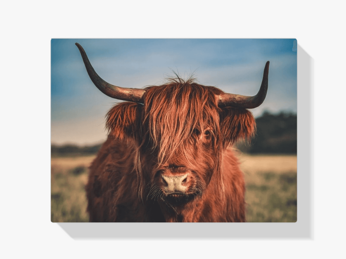 Diamond Painting Scottish Highlander - Scottish Highlander in der Wildnis - SEOS Shop ®