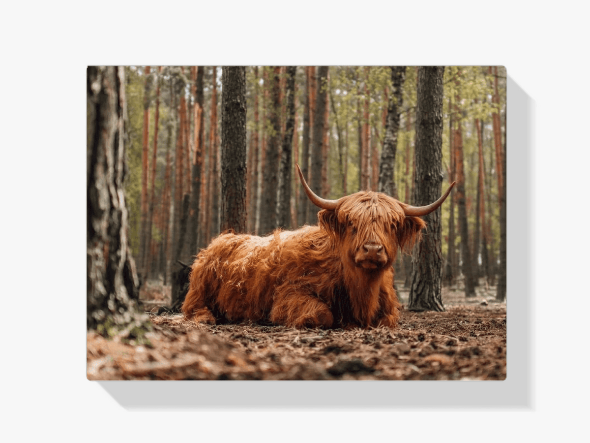 Diamond Painting Scottish Highlander - Scottish Highlander liegt im Wald - SEOS Shop ®