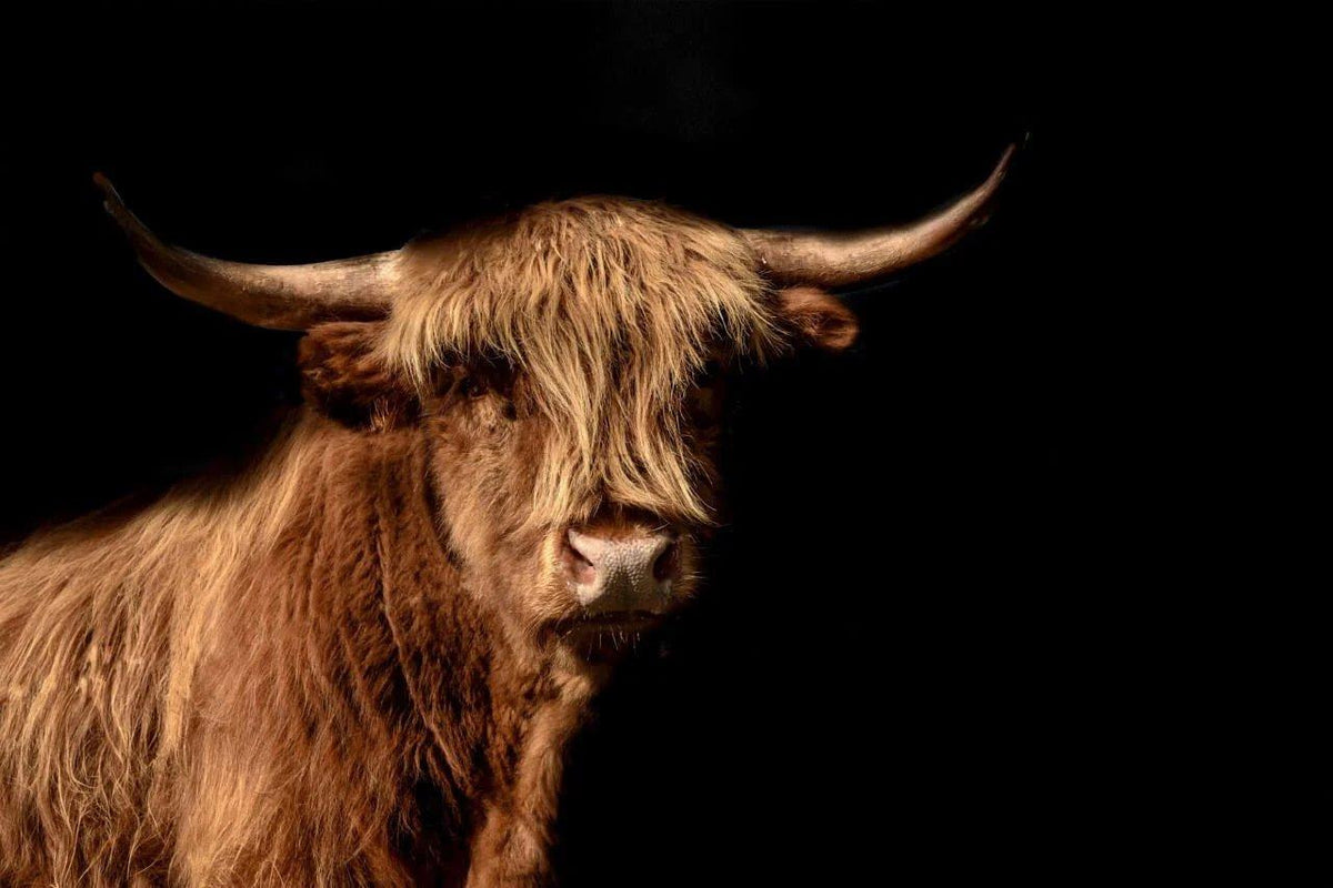 Diamond Painting Scottish Highlander - Scottish Highlander wird im Bild auch Highland Cow genannt - SEOS Shop ®