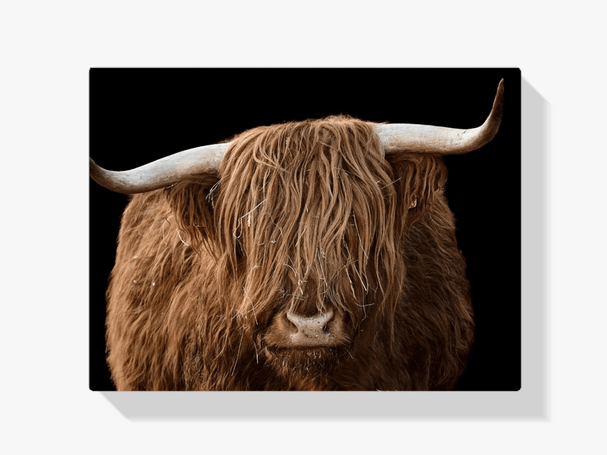 Diamond Painting Scottish Highlander - Scottish Highlander aus der Nähe - SEOS Shop ®