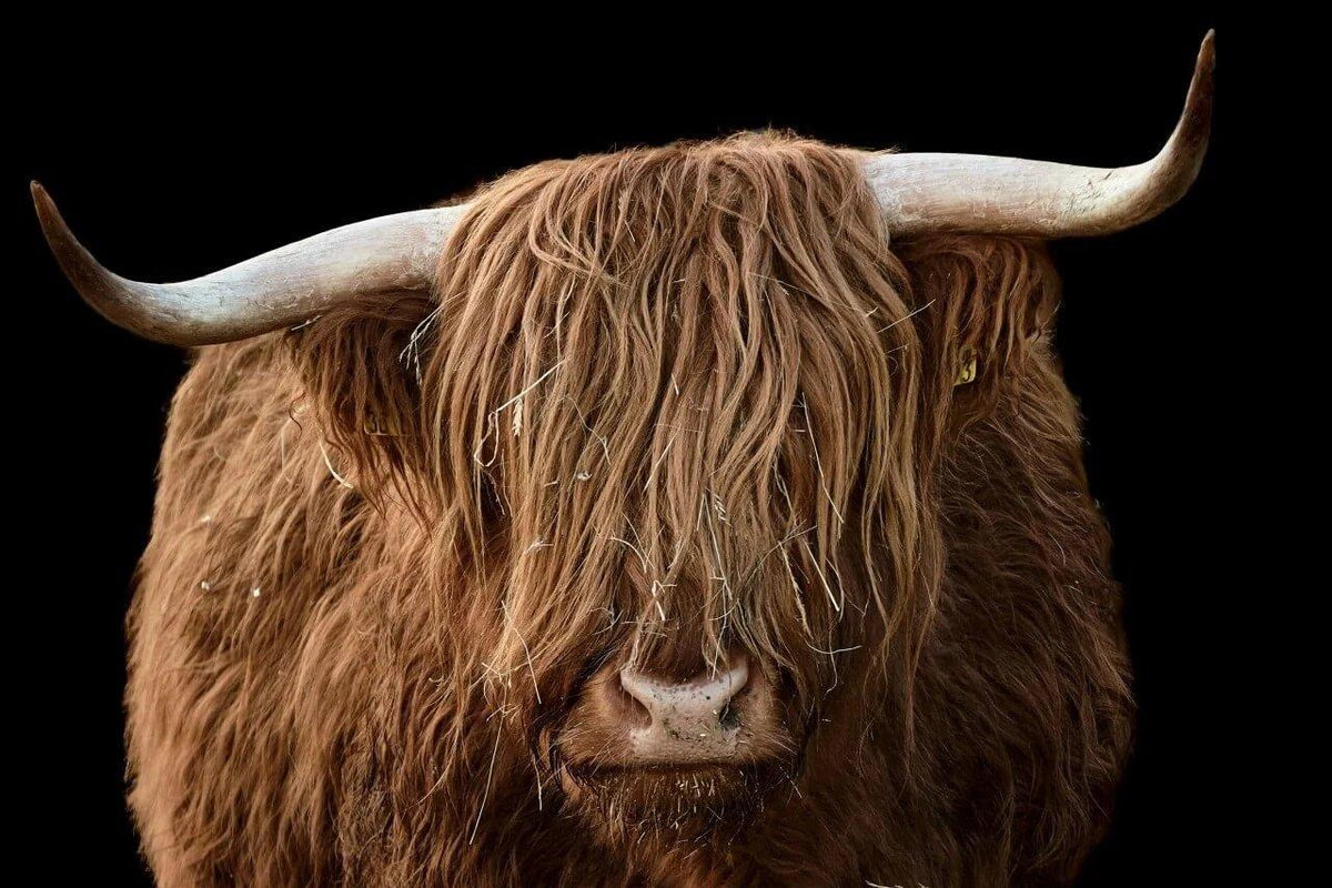 Diamond Painting Scottish Highlander - Scottish Highlander aus der Nähe - SEOS Shop ®