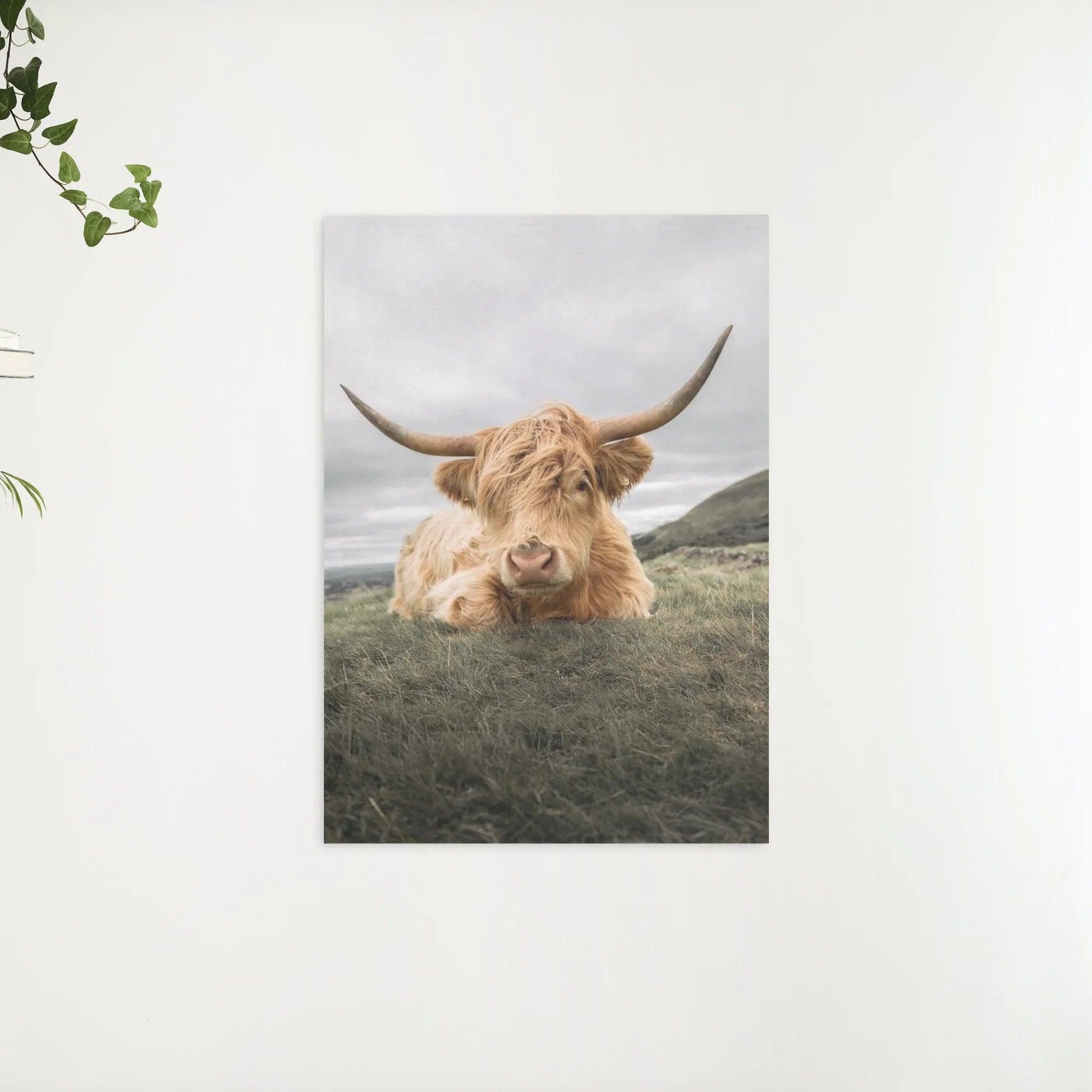 Diamond Painting Scottish Highlander - Robuster Scottish Highlander ruht auf der Ebene - SEOS Shop ®