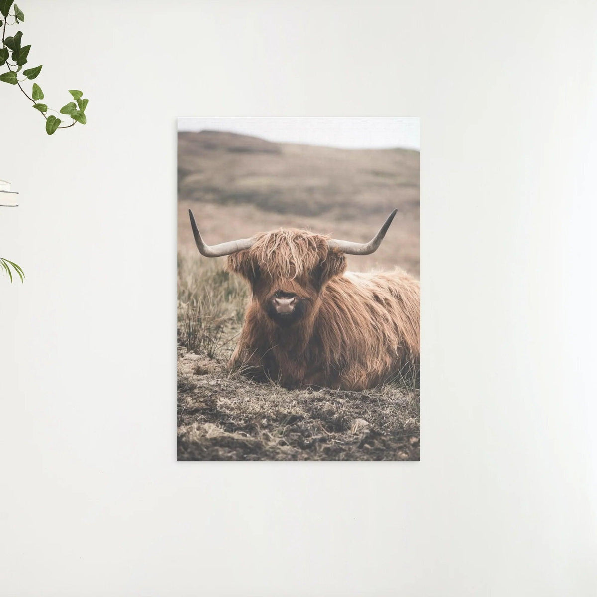 Diamond Painting Scottish Highlander - Freundlicher Scottish Highlander ruht auf dem Feld - SEOS Shop ®
