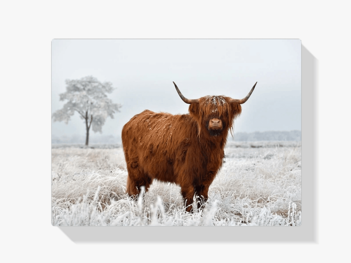 Diamond Painting Scottish Highlander - Wolliger Scottish Highlander auf der Winterwiese - SEOS Shop ®