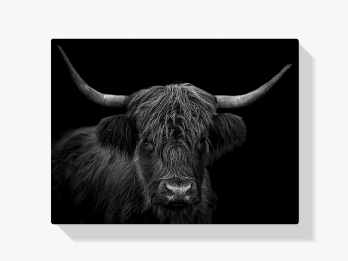 Diamond Painting Scottish Highlander - Schwarz-Weiß-Porträt eines haarigen Scottish Highlander - SEOS Shop ®