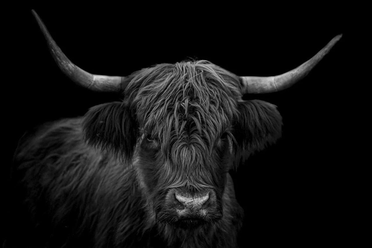 Diamond Painting Scottish Highlander - Schwarz-Weiß-Porträt eines haarigen Scottish Highlander - SEOS Shop ®