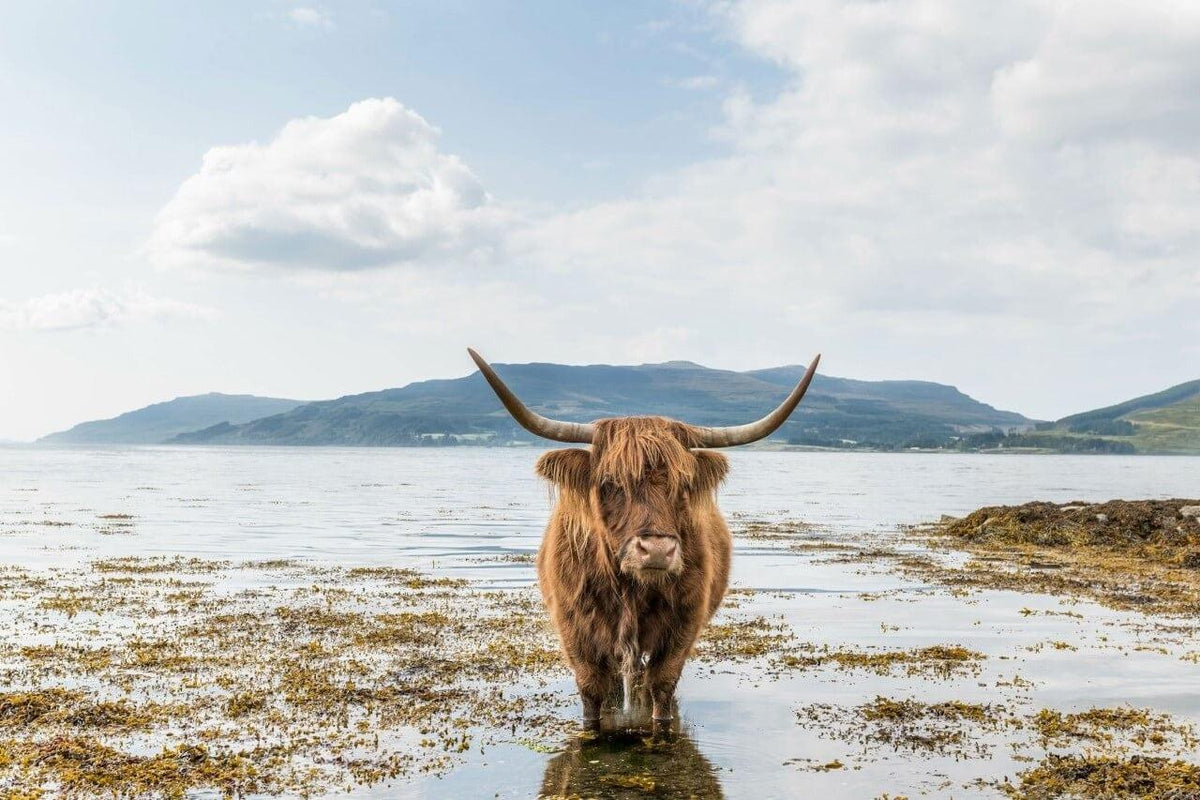 Diamond Painting Scottish Highlander - Scottish Highlander Cooling Down - SEOS Shop ®