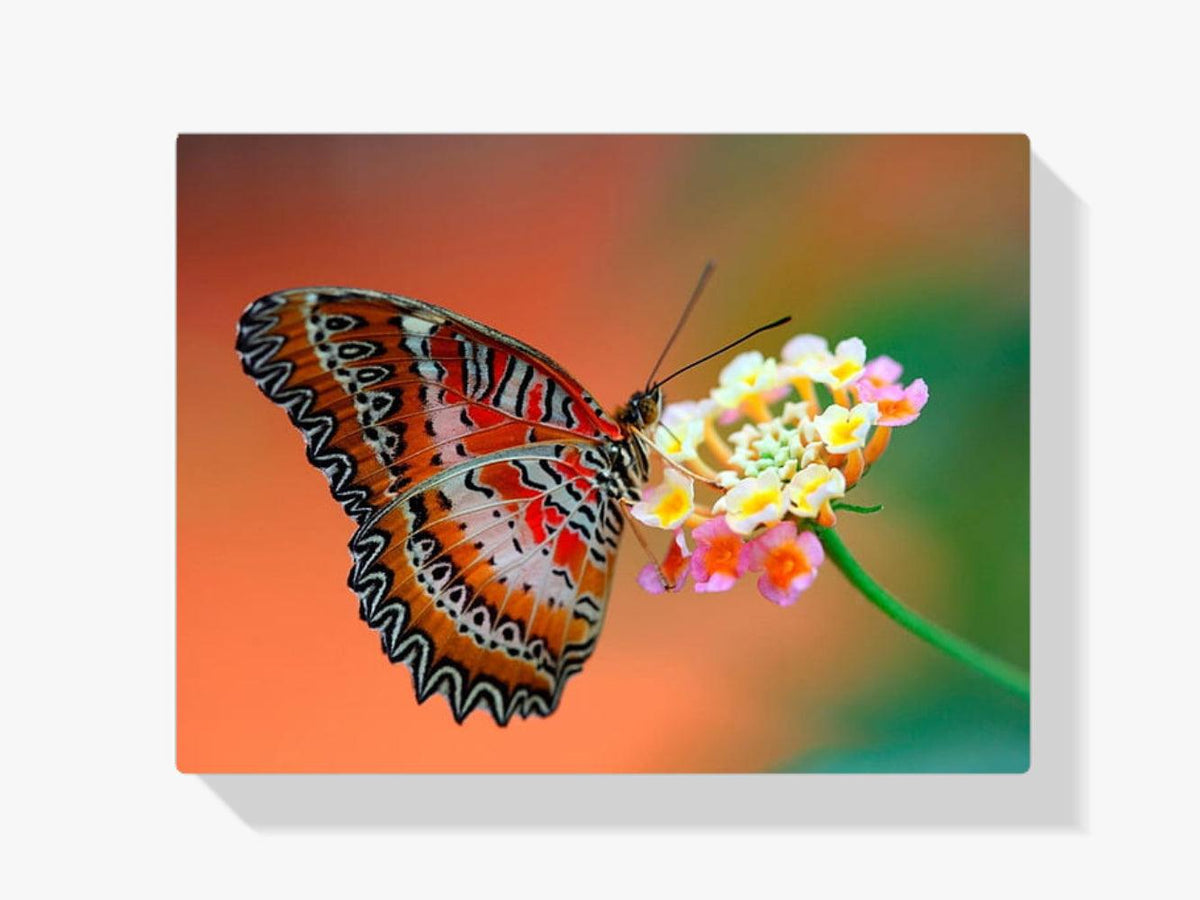 Diamantmalerei Schmetterling auf Blume - SEOS Shop ®