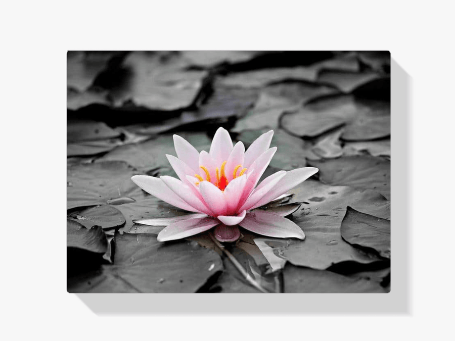 Diamantmalerei Schwarz-Weiß-Foto mit rosa Seerose – SEOS Shop ®