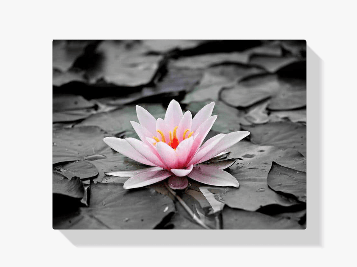 Diamantmalerei Schwarz-Weiß-Foto mit rosa Seerose – SEOS Shop ®