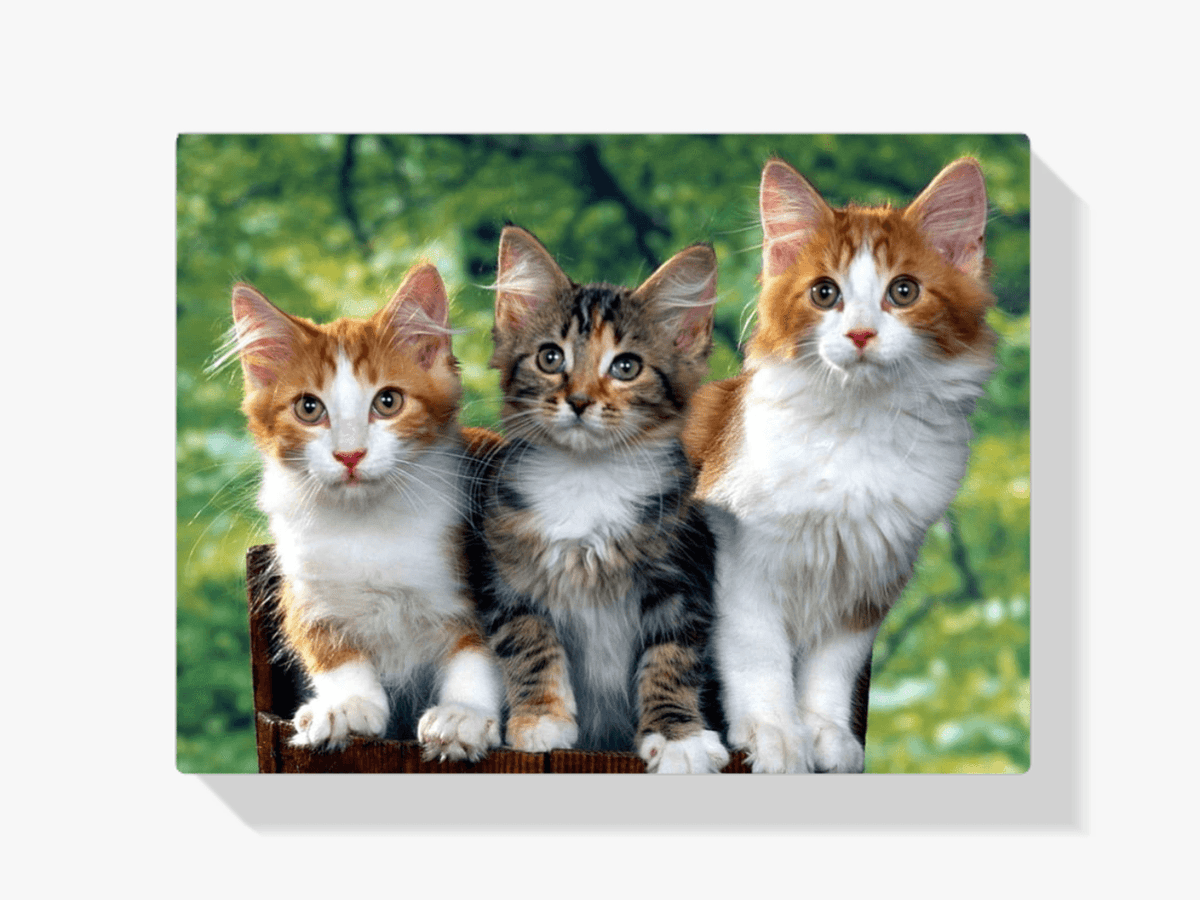 Diamantmalerei - Drei Katzen - SEOS®