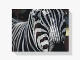 Diamond Painting - Fokus auf Zebra - SEOS®