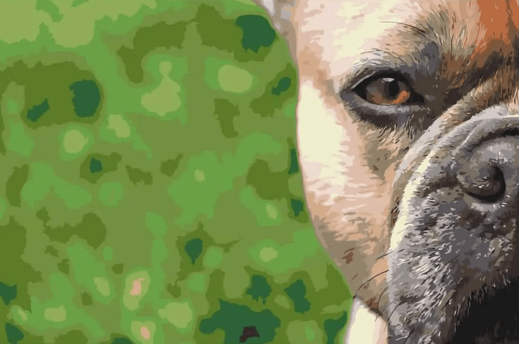 Diamantmalerei - Französische Bulldogge - SEOS®