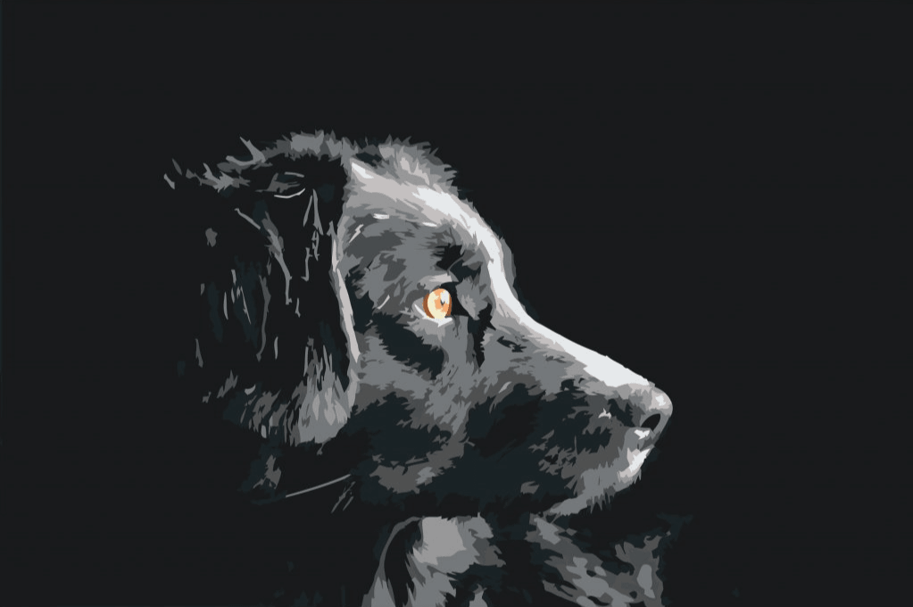 Diamond Painting – Das Aussehen des Hundes – SEOS®