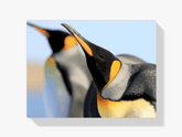 Diamantmalerei - Königspinguine - SEOS®