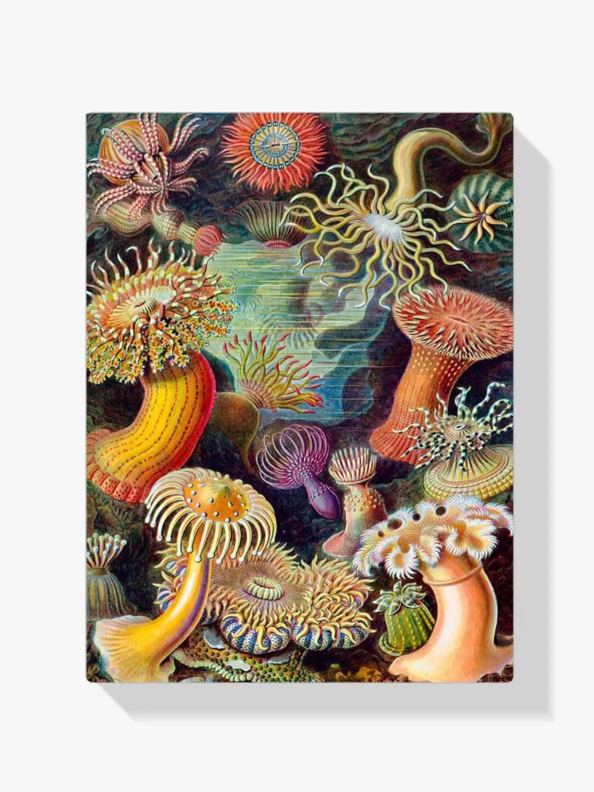 Diamantmalerei - Actiniae