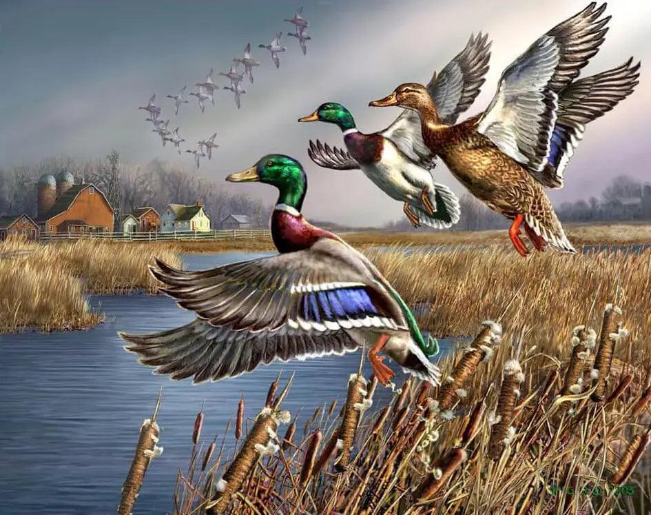 Diamantmalerei - Outback-Wildenten