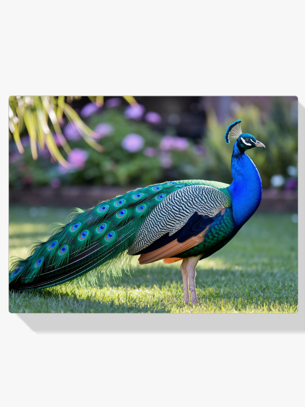 Diamantmalerei – Pfau mit fächerartigen Federn in Juwelentönen