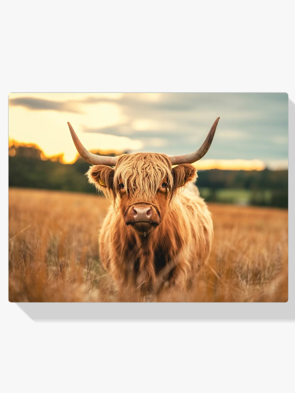 Diamantmalerei - Schottisches Hochlandrind