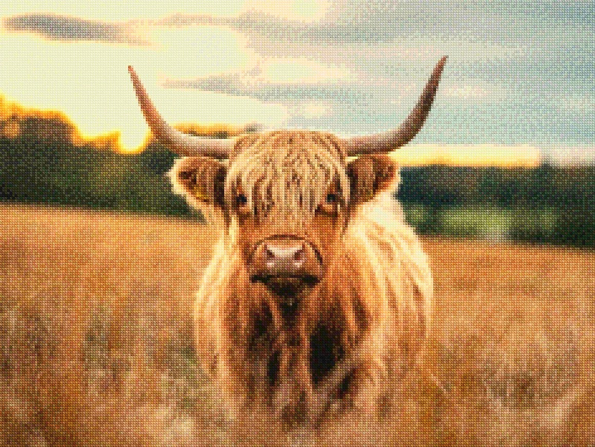 Diamantmalerei - Schottisches Hochlandrind