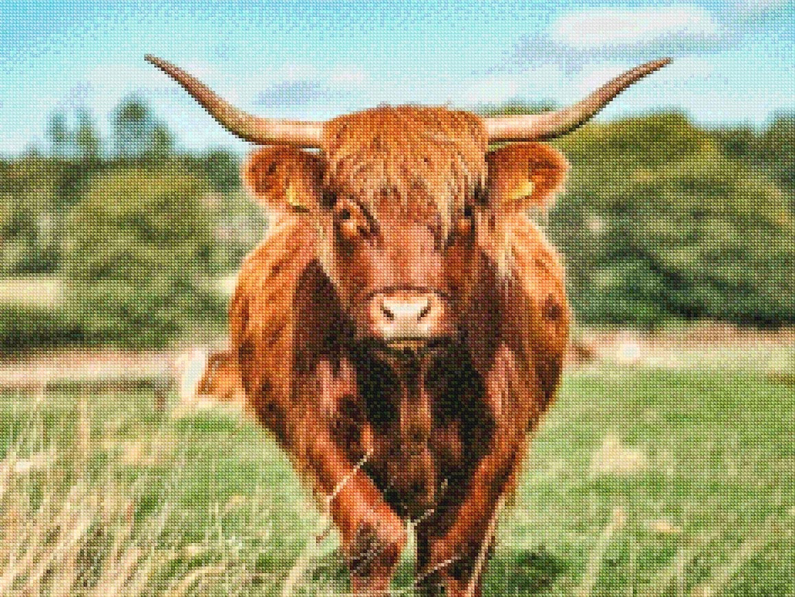 Diamantmalerei - Schottisches Hochlandrind