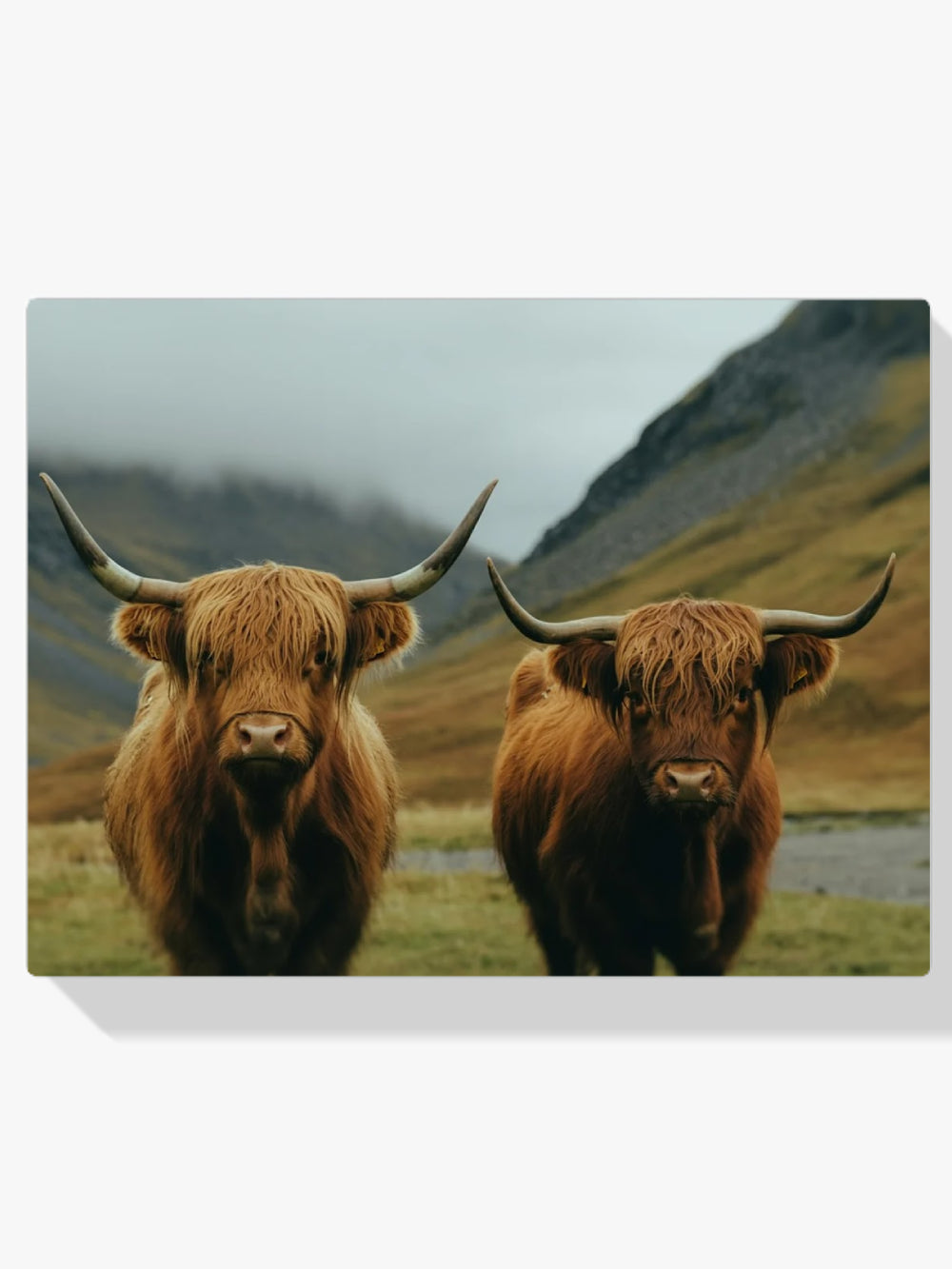 Diamantmalerei - Schottisches Hochlandrind