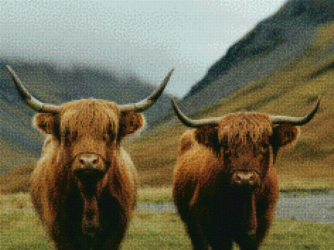 Diamantmalerei - Schottisches Hochlandrind