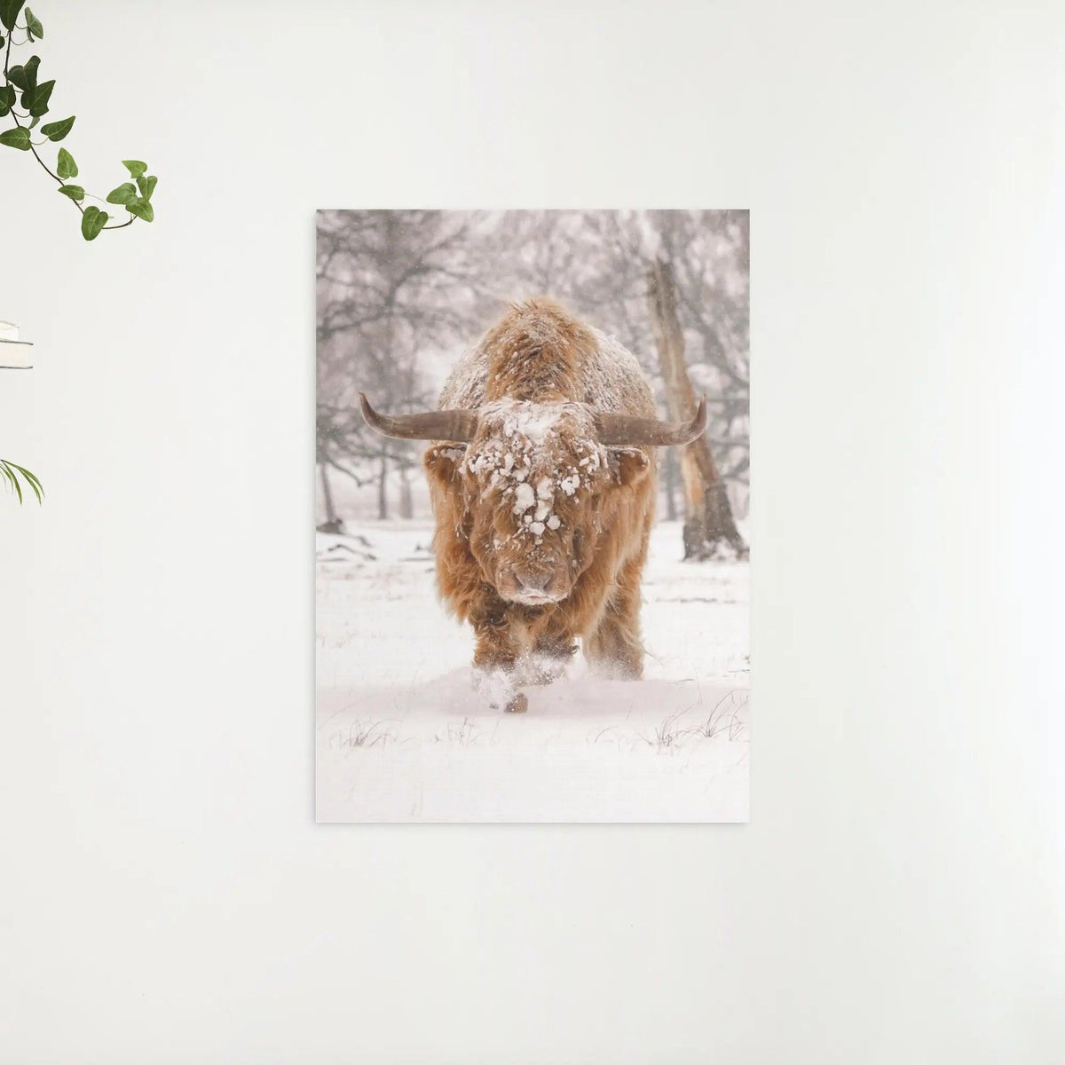 Diamond Painting Scottish Highlander - Scottish Highlander in einer natürlichen Winterlandschaft - SEOS Shop ®