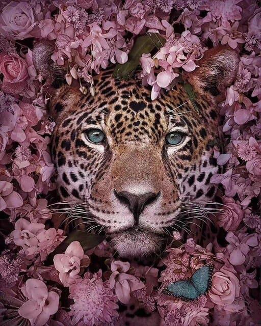 Diamond Painting Tiger versteckt - SEOS Shop ®