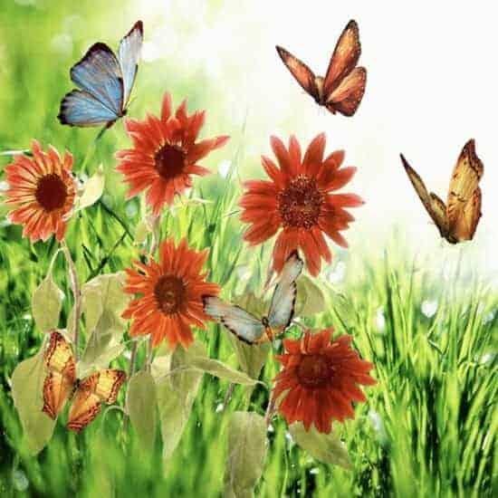 Diamantmalerei Blumen und Schmetterlinge - SEOS Shop ®